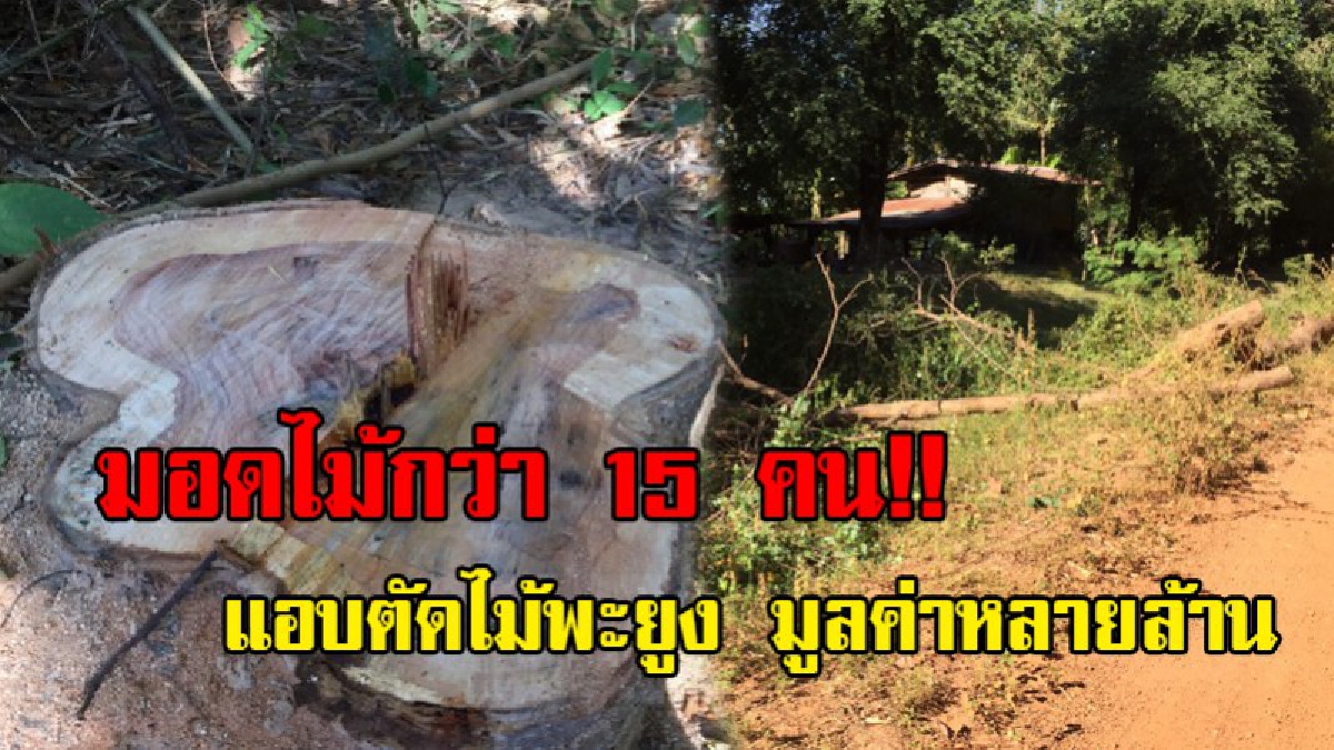 อุกอาจ!!! คนร้ายใส่ไอ้โม่งดำกว่า 15 คน ลักลอบตัดไม้พะยูง อายุกว่า 100 ปี ภายในป่าสาธารณะโคกดอนก่อ มูลค่าหลายล้านบาท