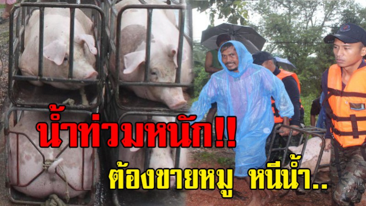 น้ำท่วมคอกหมู..!! ทหารช่วยลำเลียงหมูจากคอก หลังถูกน้ำท่วมในระดับสูง เจ้าของต้องตัดใจขายหนีน้ำ ทั้งที่ยังไม่อยากขาย
