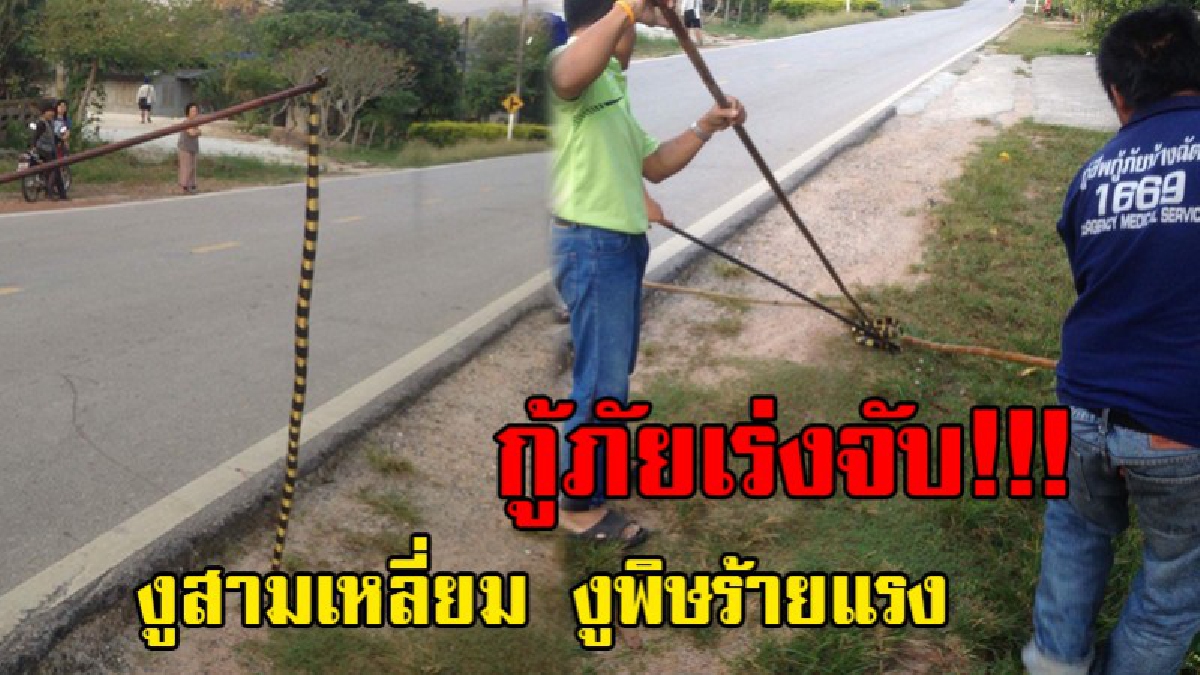 เลื้อยสยอง!!! โชคดีไม่มีใครไปเหยียบ สีสวยสะดุดตา แต่นำพาถึงชีวิต หากไม่ระวังพลาดพลั้งอาจเสียชีวิตในพริบตา.(ชมคลิป)