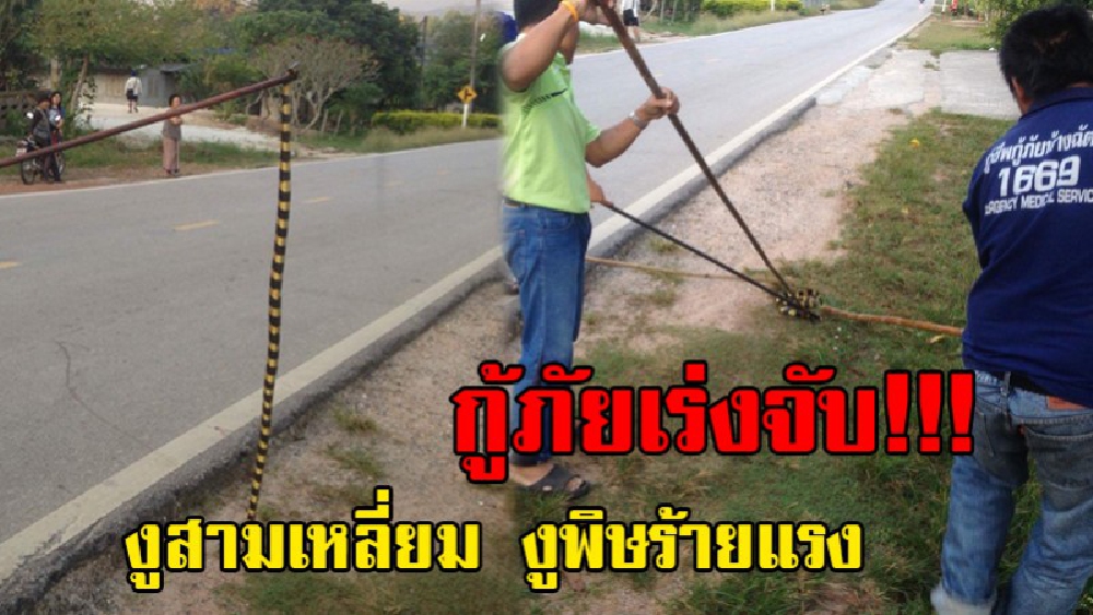 เลื้อยสยอง!!! โชคดีไม่มีใครไปเหยียบ สีสวยสะดุดตา แต่นำพาถึงชีวิต หากไม่ระวังพลาดพลั้งอาจเสียชีวิตในพริบตา.(ชมคลิป)