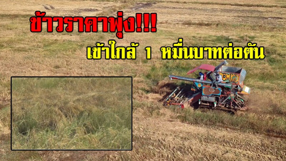 ข้าวราคาพุ่งไม่หยุด..!! สกต.ชี้ข้าวเปลือกราคาสูงเข้าใกล้ 1 หมื่นบาทต่อตัน เนื่องจากไม่ผ่านพ่อค้าคนกลาง