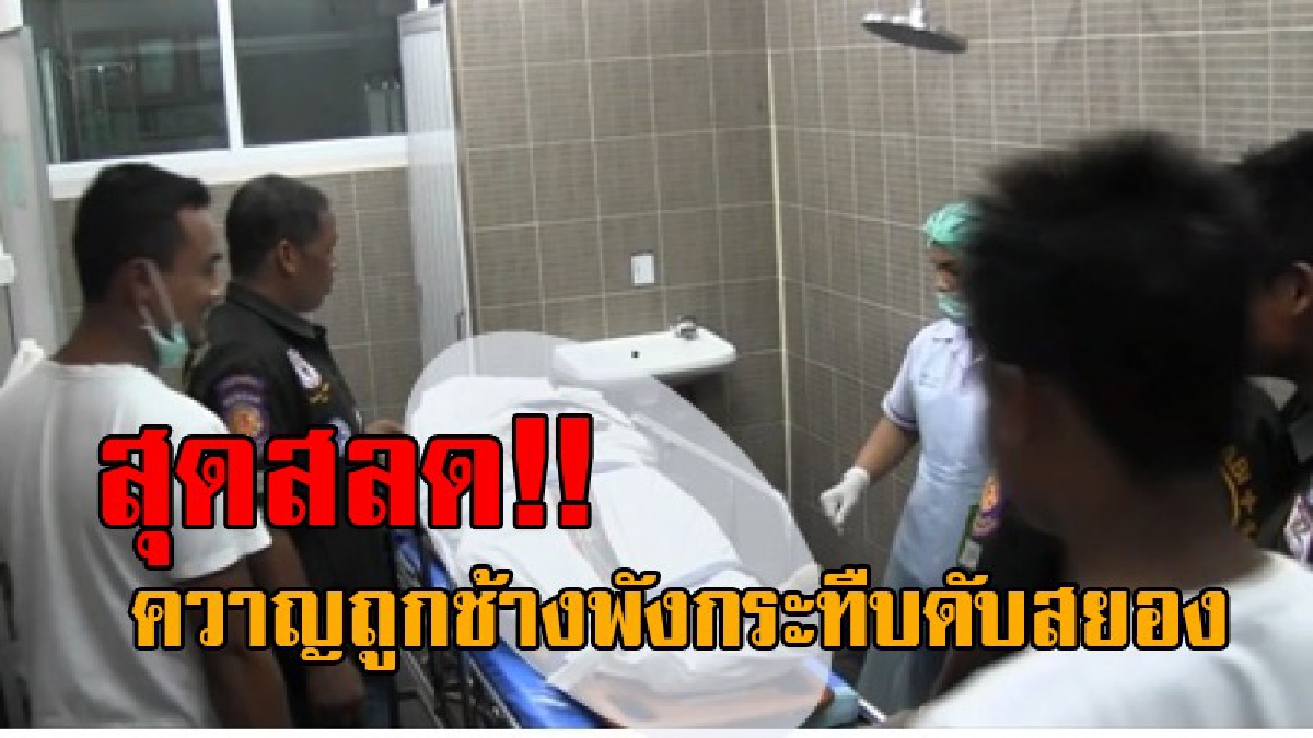 สุดสยองจมคาเท้า..! เศร้าสลด ช้างพังตกมันฉุนจัด กระทืบควาญดับคาที่ ขณะนำช้างไปล่ามในป่า สุดอันตราย เคยทำร้ายควาญมาแล้วหลายครั้ง!?