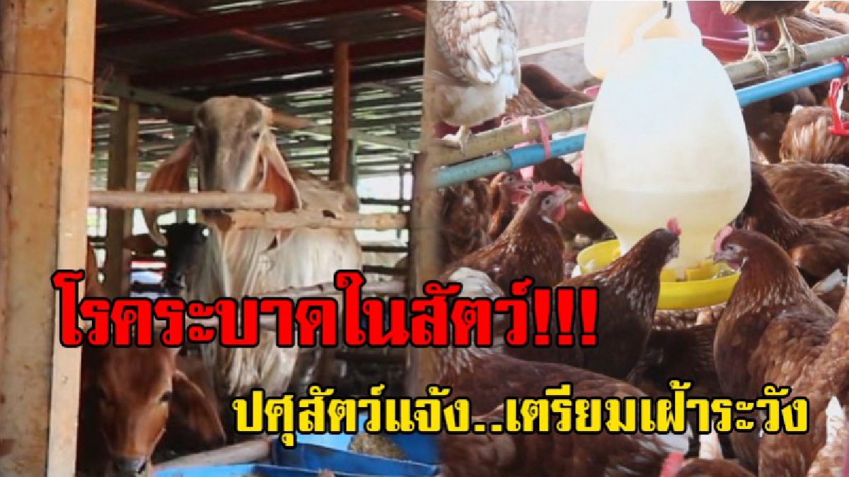 ระวังให้ดี..!! ปศุสัตว์โคราชออกแนะเกษตรกร เตรียมเฝ้าระวังโรคระบาดในสัตว์ เนื่องจากสภาพอากาศเปลี่ยน