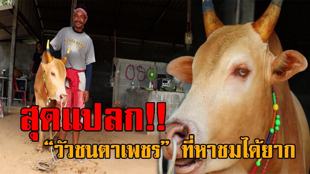 หนึ่งเดียวในล้าน..!! สุดเหลือเชื่อ พบวัวชนตาเพชร สังกัดค่ายวัวชนชื่อดังสงขลา ทำอึ้งหนักในช่วงวันพระ ตาจะเปลี่ยนเป็นอีกสี บอกเลยว่าแปลกสุดๆ?