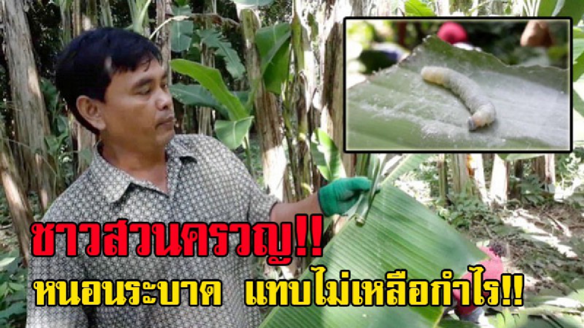เคราะห์ซ้ำกรรมซัด!? ชาวสวนสุโขทัยโอดน้ำท่วมขังนานครึ่งปี กล้วยตายยกสวนไม่พอ เจอหนอนระบาดซ้ำอีก..แทบขาดทุน!