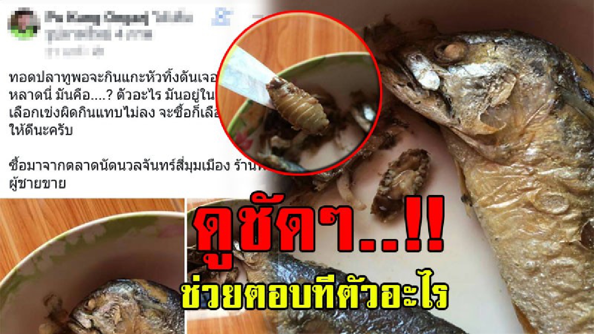 อ้วกแทบพุ่ง!! อวสานข้าวกับปลาทูทอด เมื่อจู่ๆมีคนโพสต์ลงโซเชียล ทอดปลาทูแล้วเจอตัวนี้ ลักษณะคล้ายหนอน อยู่ในปลา ใครรู้ตอบทีตัวอะไร..!?