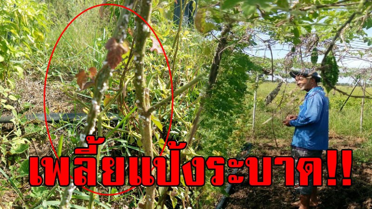 สุดชํ้า!! อากาศแปรปรวน น้ำค้างลง ส่งผลทำให้เพลี้ยแป้งระบาดหนัก ทำเอาเกษตรกรในอำเภอพิมาย เดือดร้อนหนัก..!? (คลิป)