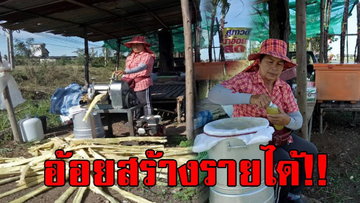 ขยันทำกิน..ไม่มีจน!? เส้นทางทำกิน อาชีพเสริมปลูกอ้อยสุพรรรณ 50 ขายน้ำอ้อยสด-อ้อยควั่น รายได้งาม..!!