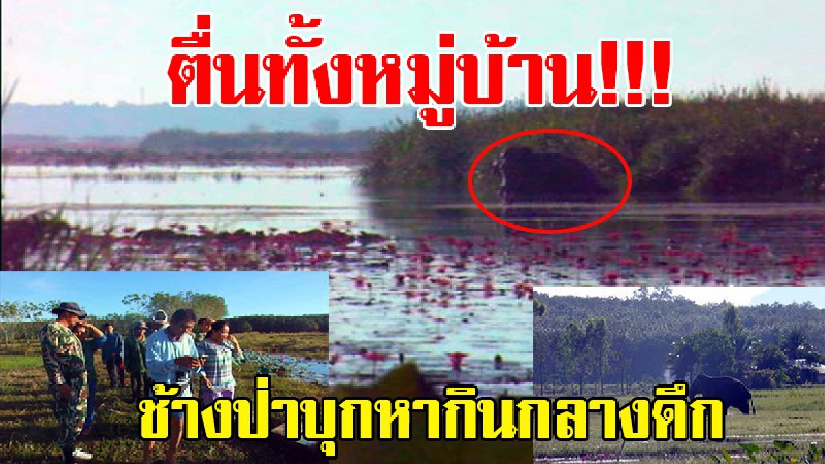 บึงกาฬตื่นผวา!! ชาวบ้านได้ยินหมาเห่า นึกว่าโจรมาลักไก่ ที่แท้เป็นช้างป่าภูวัว เดินหากินหลังบ้านกลางดึก