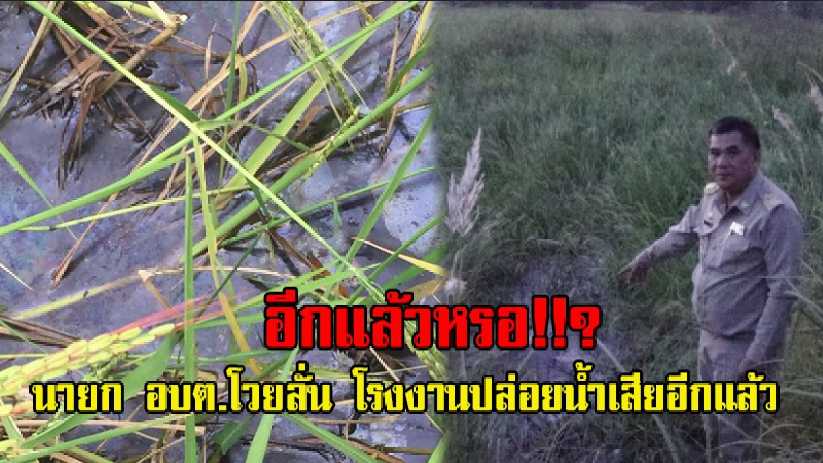 นายก อบต.วังดาลร้องทุกข์..!! โรงงานปล่อยน้ำเสียลงนาข้าวกว่า 10,000 ไร่อีกแล้ว! เผยเคยเกิดเหตุแบบนี้มาก่อนในปี 59