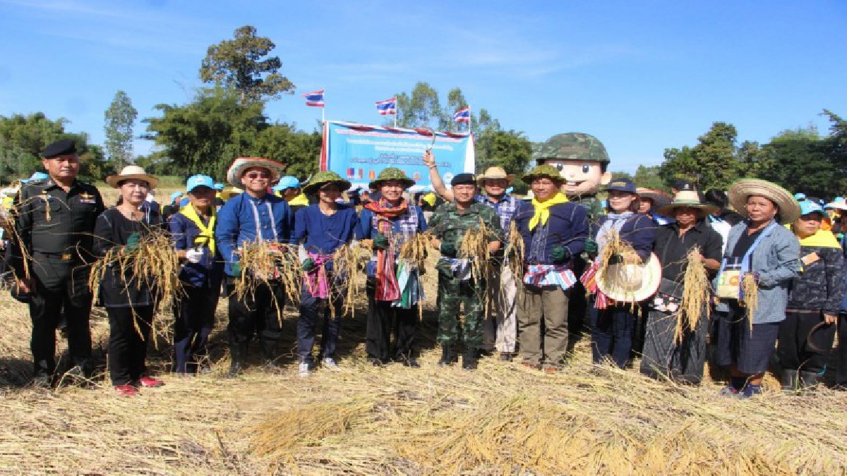 ทหารพร้อมจิตอาสาลงแขกเกี่ยวข้าวสืบสานประเพณีวัฒนธรรมพื้นบ้านตำนานอิสานข้าวใหม่ปลามัน (มีคลิป)