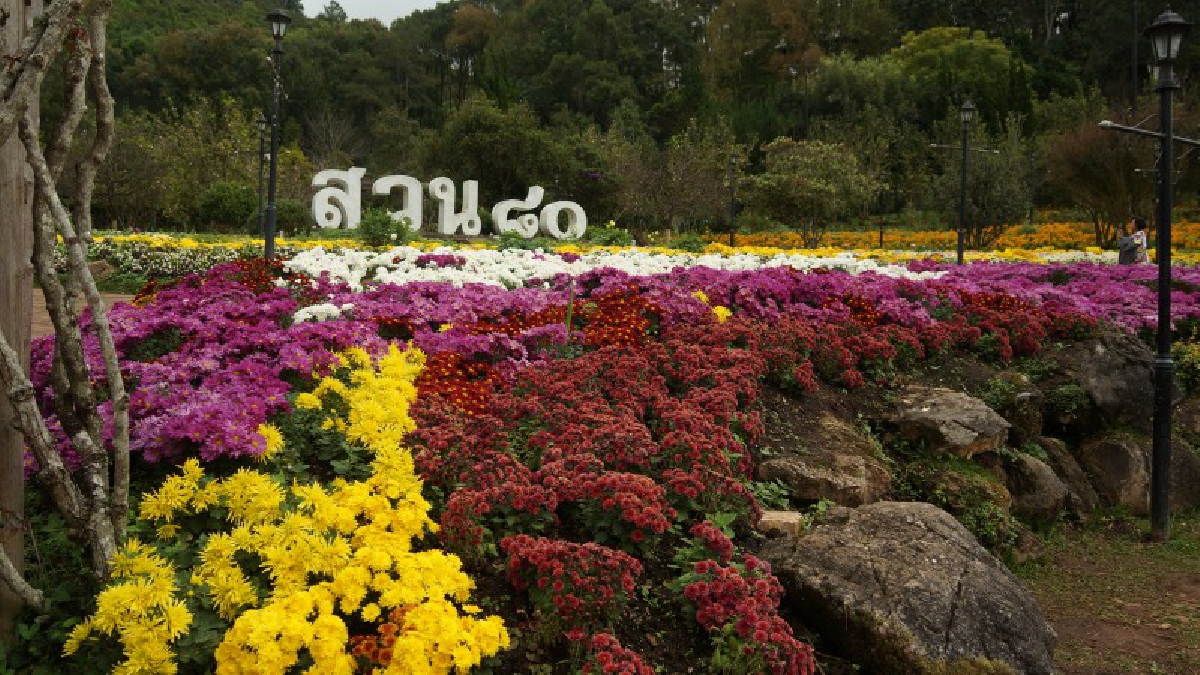 ไม่ไปไม่ได้แล้ว!! จ.เชียงใหม่ ปรับเปลี่ยนดอกไม้ดอยอ่างขางสวยมากสีสรรจับตาจับใจ เสริมเพิ่มความสวยงามแบบโฉมใหม่ ประทับใจนักท่องเที่ยว