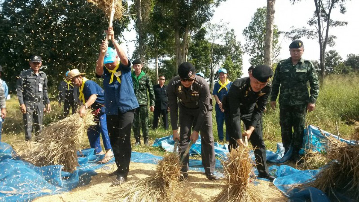 ตีกอล์ฟกับตีข้าว..อย่างไหนเหนื่อยกว่ากัน!!? ทหาร ตร. และนอภ. ร่วมลงแขกเกี่ยวข้าวช่วยเหลือชาวนา..ไม่ง้อเครื่องจักร