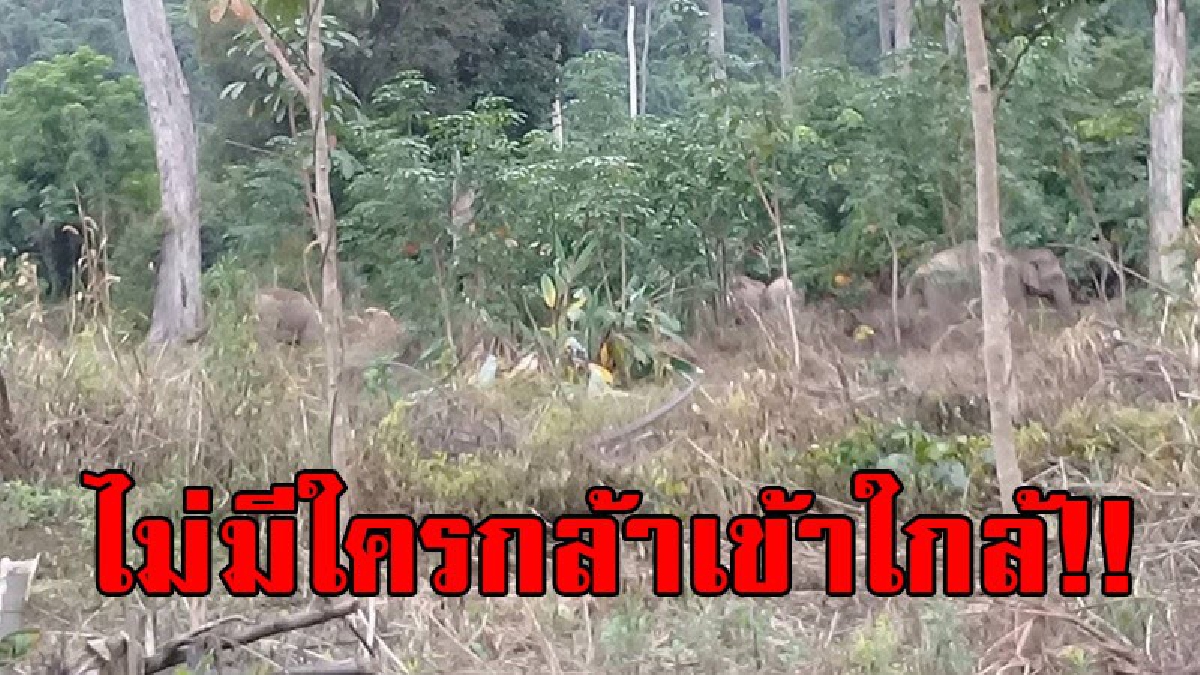 เห็นทีจะอยู่ร่วมกันไม่ได้..!? ชาวบ้านผวา โขลงช้างป่าลงมาหากิน กว่าหนึ่งสัปดาห์ไม่ยอมกลับถิ่น วอน จนท.เร่งหาแนวทางช่วยเหลือ (มีคลิป)