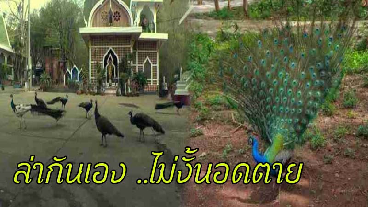 นกยูงนับร้อยต้องมาตาย เพราะชาวบ้านเอาหมา-แมว-ลิงมาปล่อยทิ้งที่วัด "หิวโซ จนล่ากันเอง" วอนหน่วยงานเข้าดูแลด่วน (มีคลิป)