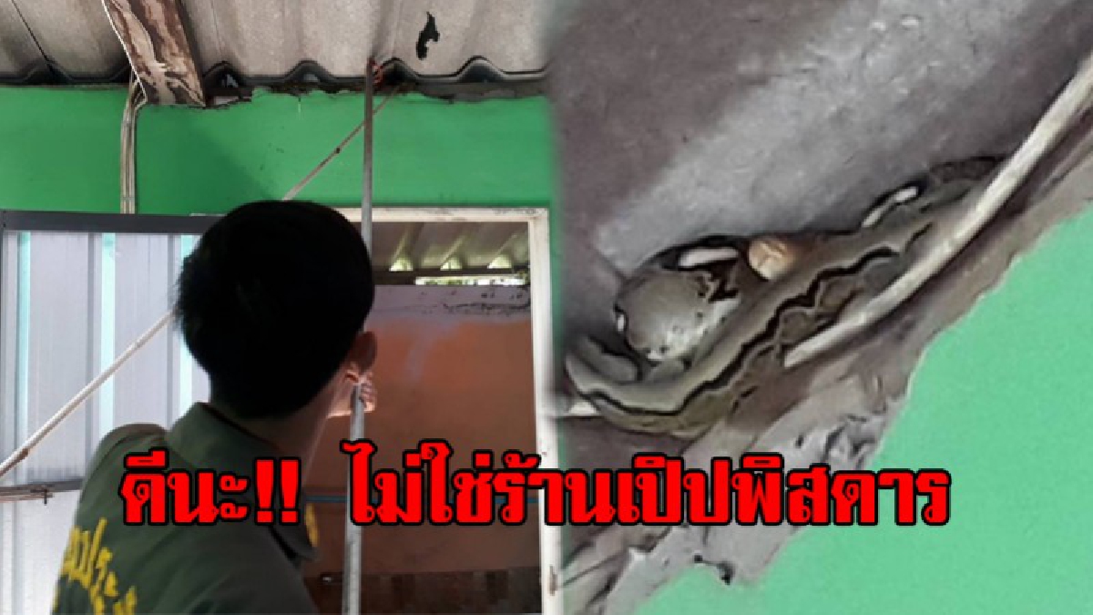 ผวาแทบล้ม.!! งูหลามความยาวเมตรกว่า บุกร้านอาหาร “ฅนโขง”อ.ศรีเชียงใหม่ ทำเอาลูกค้าตกใจ วิ่งแจ้งเจ้าของร้านแทบไม่ทัน