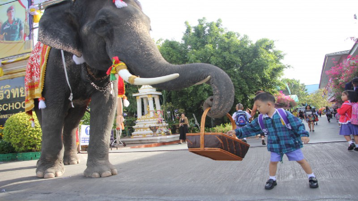 หมอพลอย..!! ควบ "พลายกิ่งแก้ว" ช้างแสนรู้ จากวังช้างอยุธยาแลเพนียด รับบริจาคเงินร่วมด้วยช่วยพี่ตูน หน้าโรงเรียน ได้เงินนับแสน (คลิป)