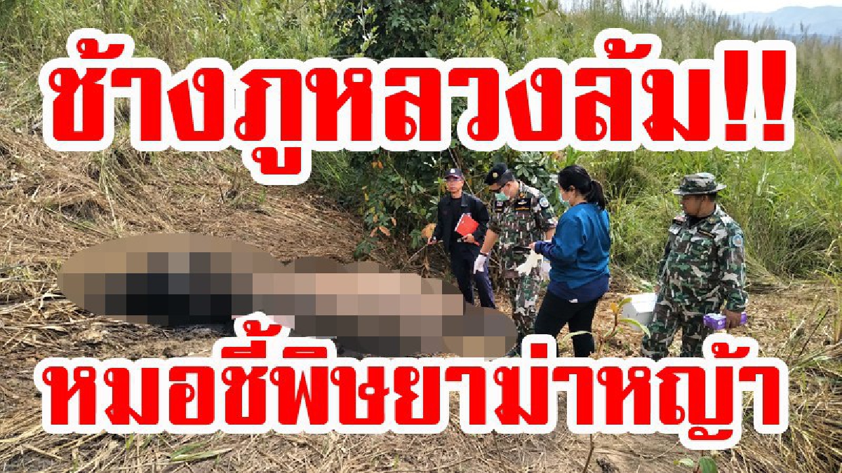 เน่าคาไร่ !!! ช้างป่าภูหลวงล้มคาไร่ชาวบ้าน คาดล้มมาแล้ว 2 สัปดาห์ หมอชี้สาเหตุเพราะกินยาฆ่าหญ้า (มีคลิป)