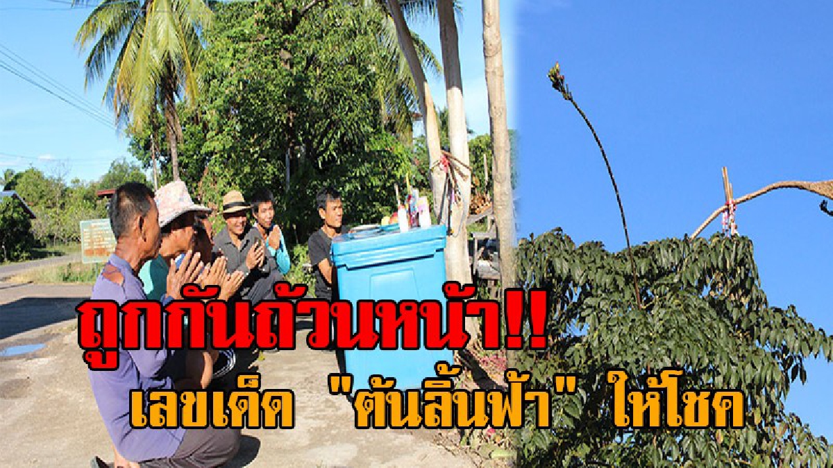 ฮือฮาทั้งบาง..!! ชาวบ้านแตกตื่น พบ "ต้นลิ้นฟ้า" ออกช่อคล้ายเศียรพญานาค แห่ขอเลขเด็ดเพียบ หลังเจ้าของบ้านถูกหวยมาแล้วหลายงวดติด!?