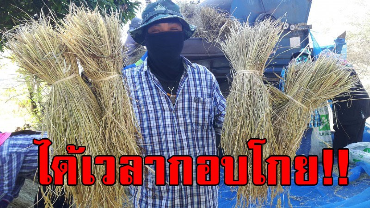 ได้เวลาโกยเงิน!! ชาวบ้านหัวใส ถอดกระบะติดตั้งเครื่องนวดข้าว ก่อนออกตระเวนรับจ้างนวดข้าว สร้างรายได้อย่างงาม ทำเอายิ้มไม่หุบ..!?