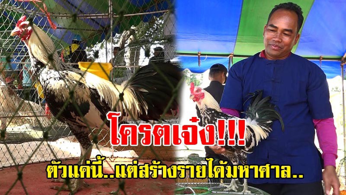 สายตีสายชนต้องลอง..!! ตลาดภูธรบูมสุด ๆ “ไก่ชนรากหญ้า” สร้างรายได้กว่า 2 หมื่นบาทต่อเดือน