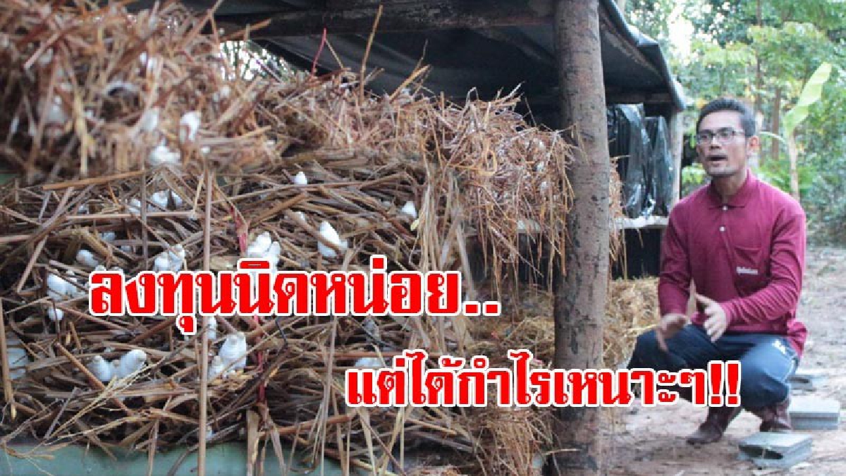 หนุ่มป.โท หัวคิดดี!! ยึดหลักพอเพียง พลิกชีวิตลูกชาวนา..หันมาปลูกเห็ดโคนน้อยในตะกร้า เผยต้นทุนไม่ถึงพันบาท รับรายได้เป็นกอบเป็นกำ