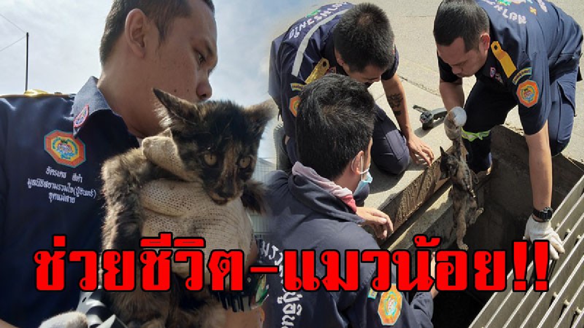 ขวัญเอ๋ยขวัญมา..!? ทุกชีวิตมีค่า จนท.กู้ภัยเร่งช่วยเหลือ "แมวน้อย" ที่ติดฝาท่อระบายน้ำ จนชาวบ้านเชื่อน่าจะมาให้โชค แห่ตีเลขเผื่อได้โชค..!!