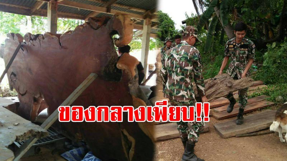 หน่วยพิทักษ์ป่าฯ..!! ลุยปราบปรามการตัดไม้ทำลายป่า ปิดล้อมหมู่บ้าน ค้นรอบอุทยานฯ เขาใหญ่ พบไม้แปรรูปผิดกฎหมายเพียบ (คลิป)