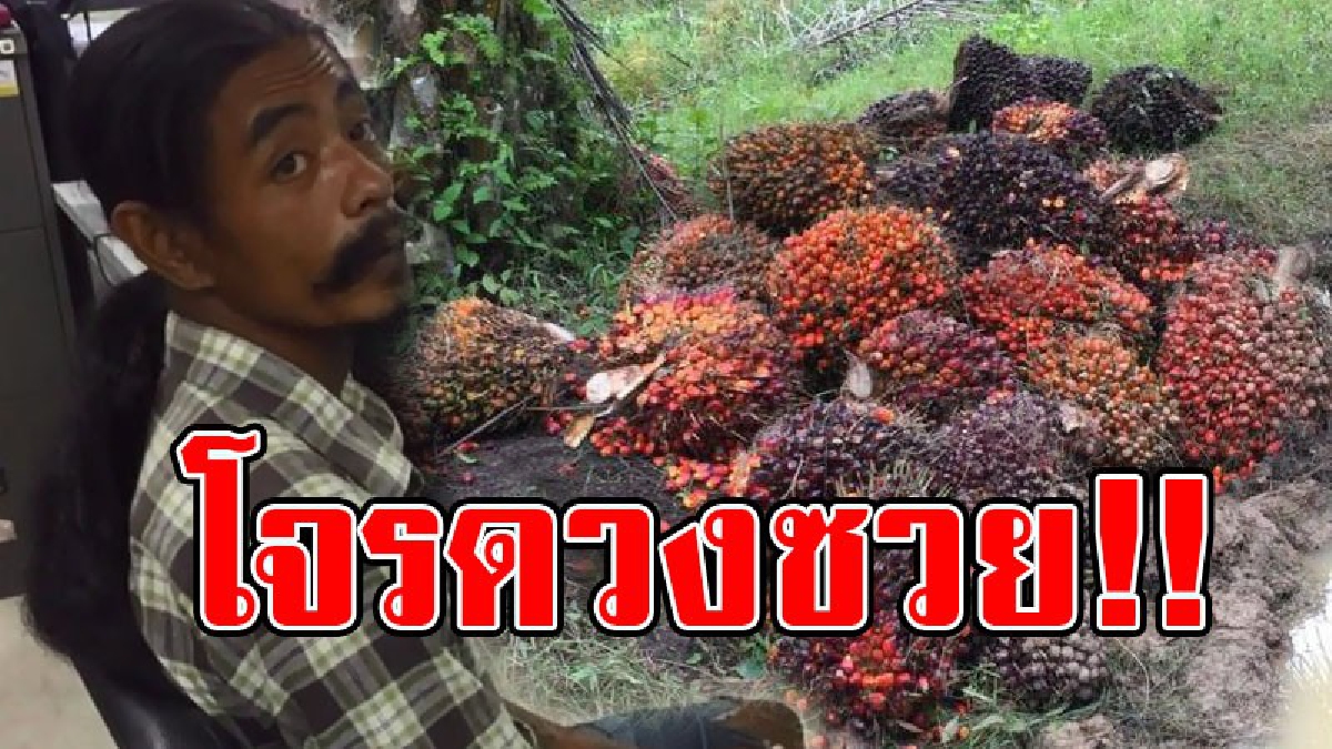 โชคไม่เข้าข้างโจร!! 3 เกลอหัวขโมย ลักลอบตัดผลปาล์มชาวบ้าน 535 กก.ใส่รถยนต์กระบะ แต่ดวงซวยรถติดหล่ม เจ้าของสวนมาพบแจ้ง ตร.จับกุมยกแก๊ง..!?