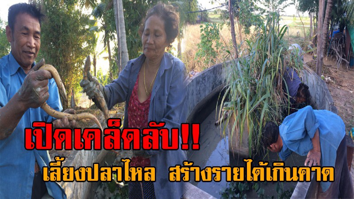 มหัศจรรย์..ทั้งใหญ่ทั้งยาวลูกดก คิดได้ไง !? ลุงเมืองช้าง ไอเดียสุดเจ๋ง เลี้ยงปลาไหลในบ่อซีเมนต์ เลียนแบบธรรมชาติ ได้ผลเกินคาดไม่เชื่อลองดู!!