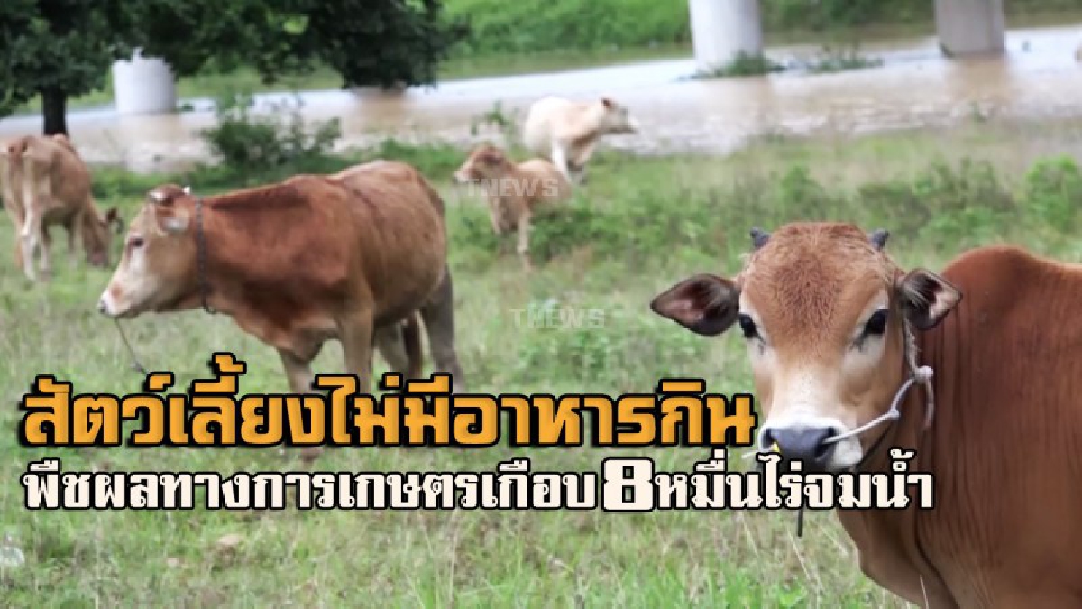 วิกฤติหนักเหลือเกิน..!! น้ำท่วมใหญ่ยะลา กระทบสัตว์เลี้ยงกว่า 1000 ตัว ขาดแคลนอาหาร พื้นที่การเกษตรเสียหายเกือบ 8 หมื่นไร่ จมน้ำ