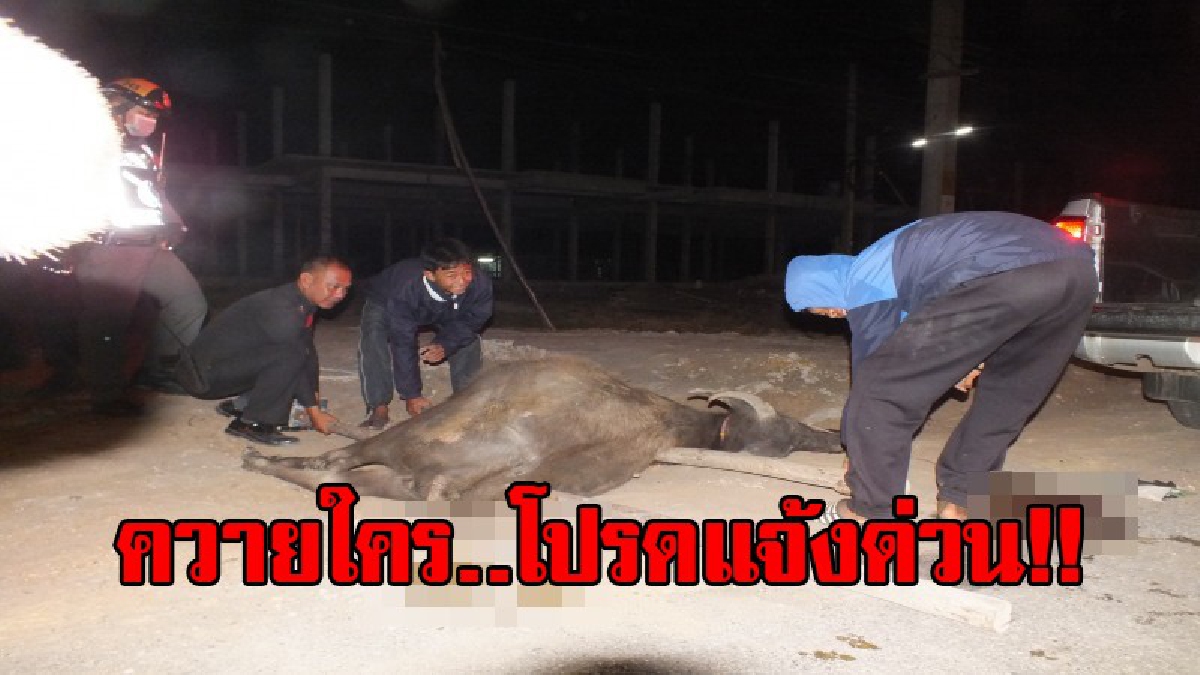 สุดซวย..!! หนุ่มใหญ่วัย59 ซิ่งกระบะชนควาย ที่กำลังเดินข้ามถนนตายคาที่ แต่หาเจ้าของควายไม่เจอ ใครรู้ตัวโปรดแจ้งด่วน!? (มีคลิป)