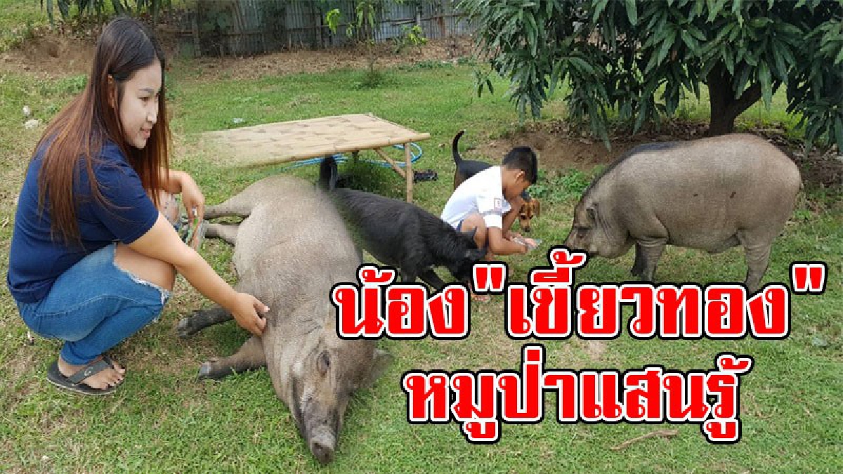 เปิดภาพสุดน่ารัก..!! "หมูป่า" โดนสาวไถ่ชีวิตจากโครงการอาหารกลางวัน มาเลี้ยงที่บ้าน ทั้งน่ารัก สดใส แข็งแรง แถมกินแต่อาหารคนไม่กินอาหาร "หมู"