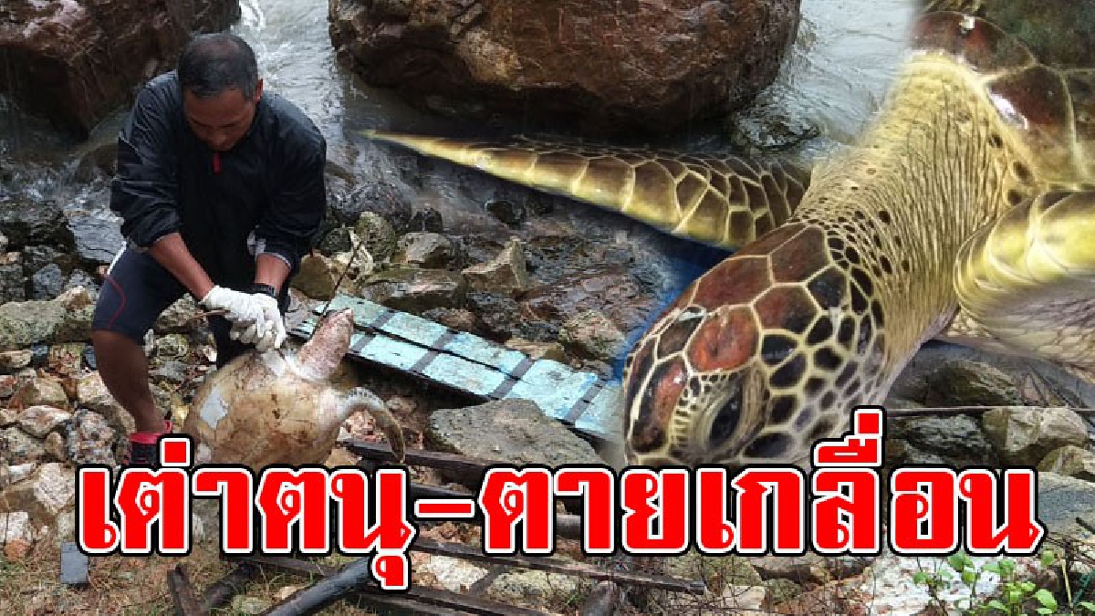 ภาพสุดเศร้า..!? พบซากเต่าตนุหนัก 10 กก.ลอยตายบริเวณปากน้ำสิชลเมืองคอน ส่วนอีกตัวหนัก 20 กก.รอดตายหวุดหวิด..!! (ชมคลิป)