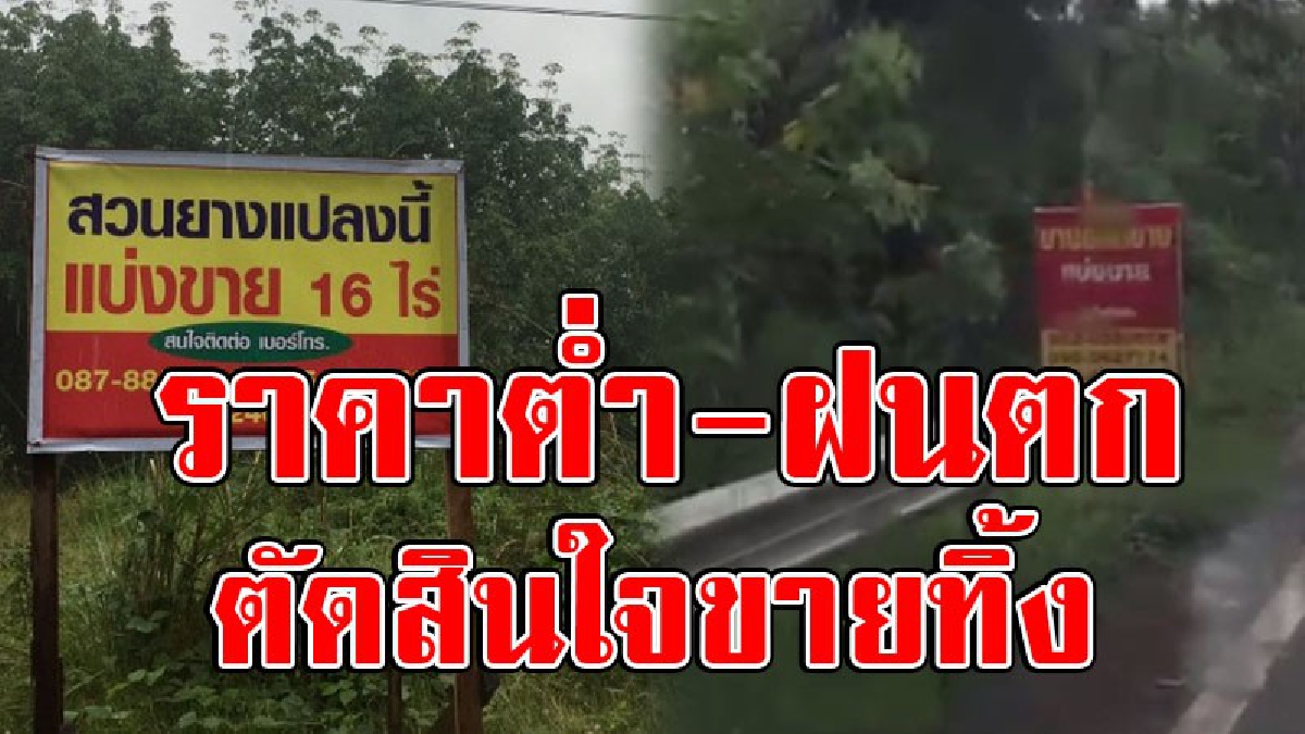 ขายด่วนราคาถูกๆ!? วิบากกรรมชาวสวนยาง ราคาตก แถมฝนตกหนักต่อเนื่อง กรีดยางไม่ได้ สุดทนประกาศขายนำเงินใช้หนี้ทั้งในและนอกระบบ ก่อนหนี้บานปลาย!!