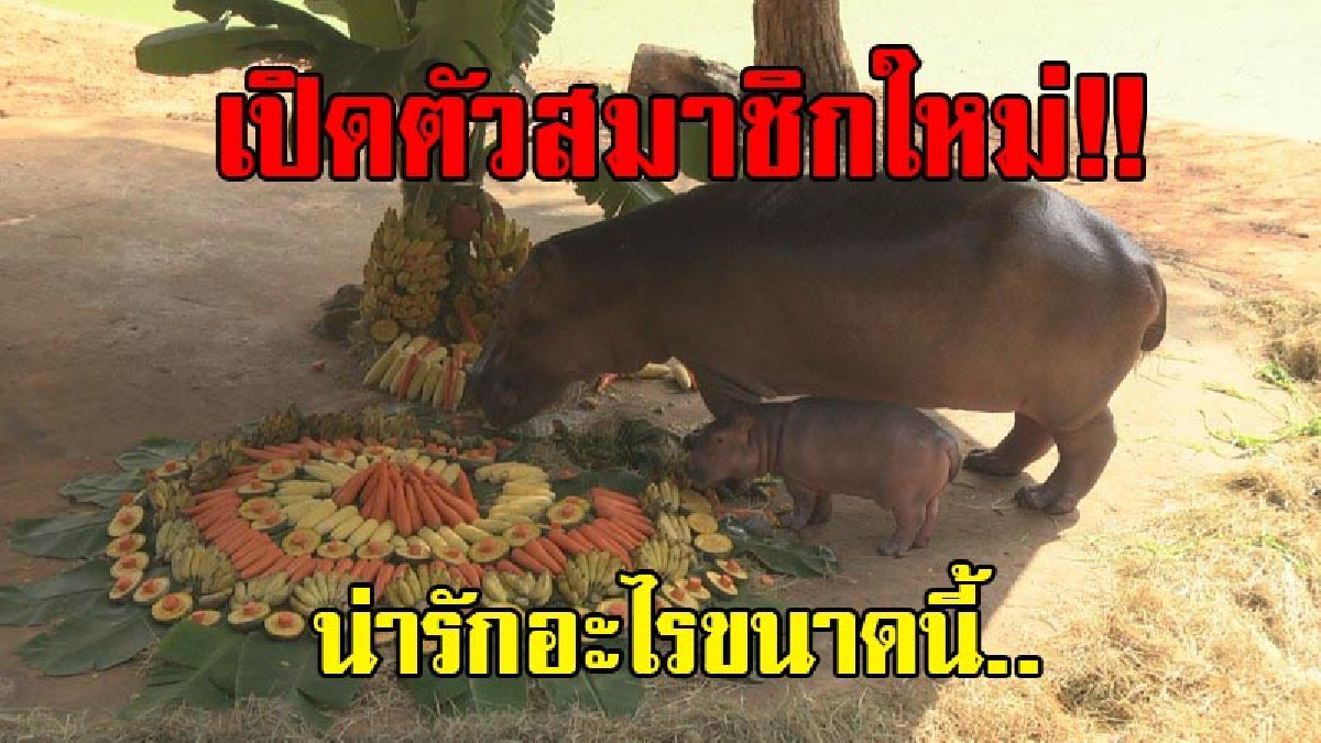 สุดน่ารัก..!! สวนสัตว์โคราชเปิดตัวสมาชิกใหม่ "ลูกฮิปโปฯตัวน้อย" พร้อมจัดเลี้ยงบุฟเฟ่ต์ผลไม้ขนาดยักษ์ต้อนรับสมาชิกตัวน้อย