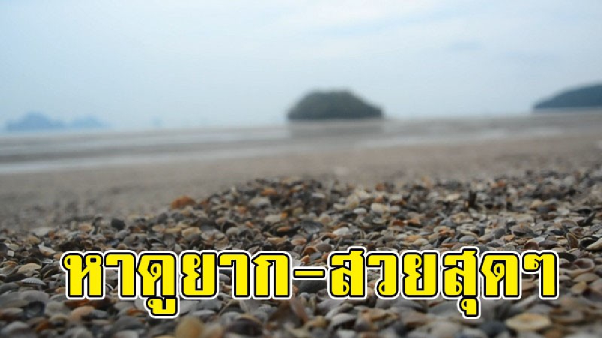 เรื่องราวมหัศจรรย์..!? พบเปลือกหอยหลายชนิด ถูกคลื่นซัดมากองรวมกันตรงชายหาด ถือเป็นสิ่งที่สร้างสีสันสวยงามให้กับชายหาดไปอีกแบบ..!!