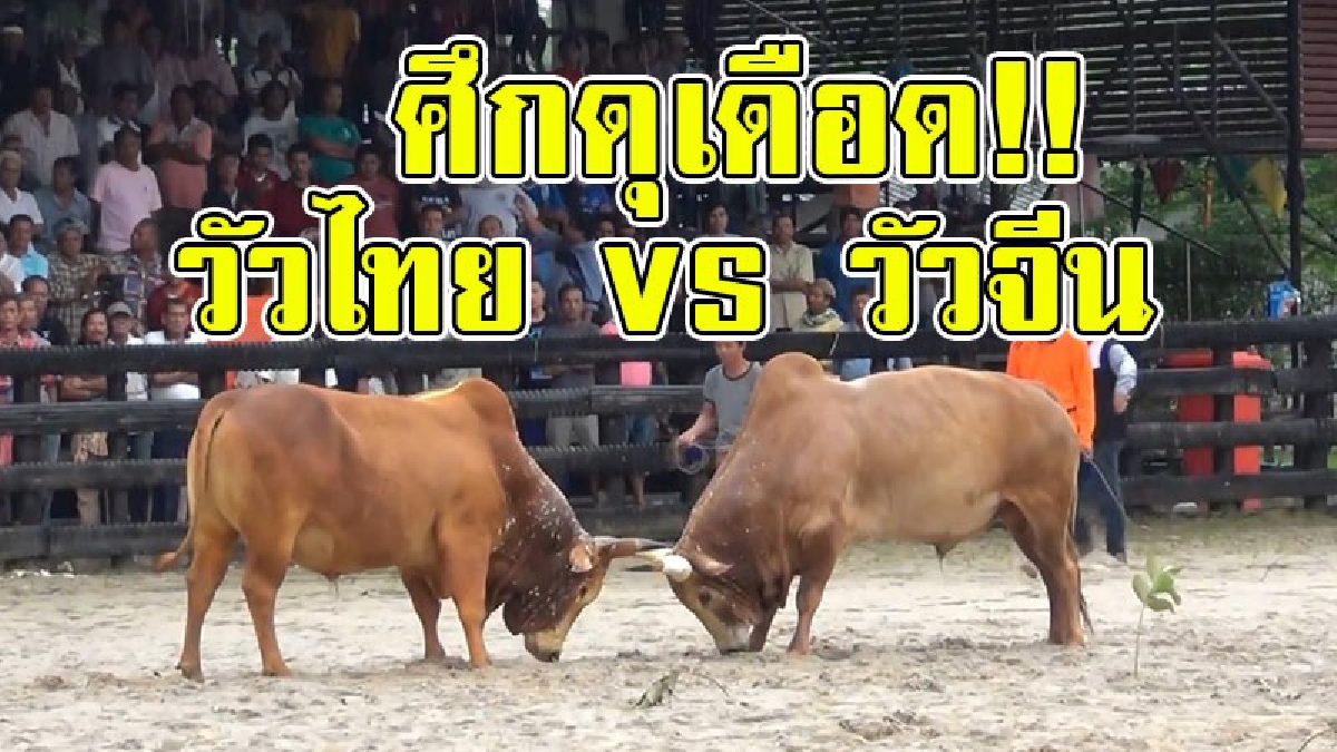 ศึกชนวัวแห่งประวัติศาสตร์!! ศึกวัวชน 2 ชาติ วัวไทย-วัวจีน สนามแทบแตก ผลการแข่งขันจบลง "วัวจีนชนะวัวไทย" ซิวเงินเดิมพันไป 8 ล้านบาท!?