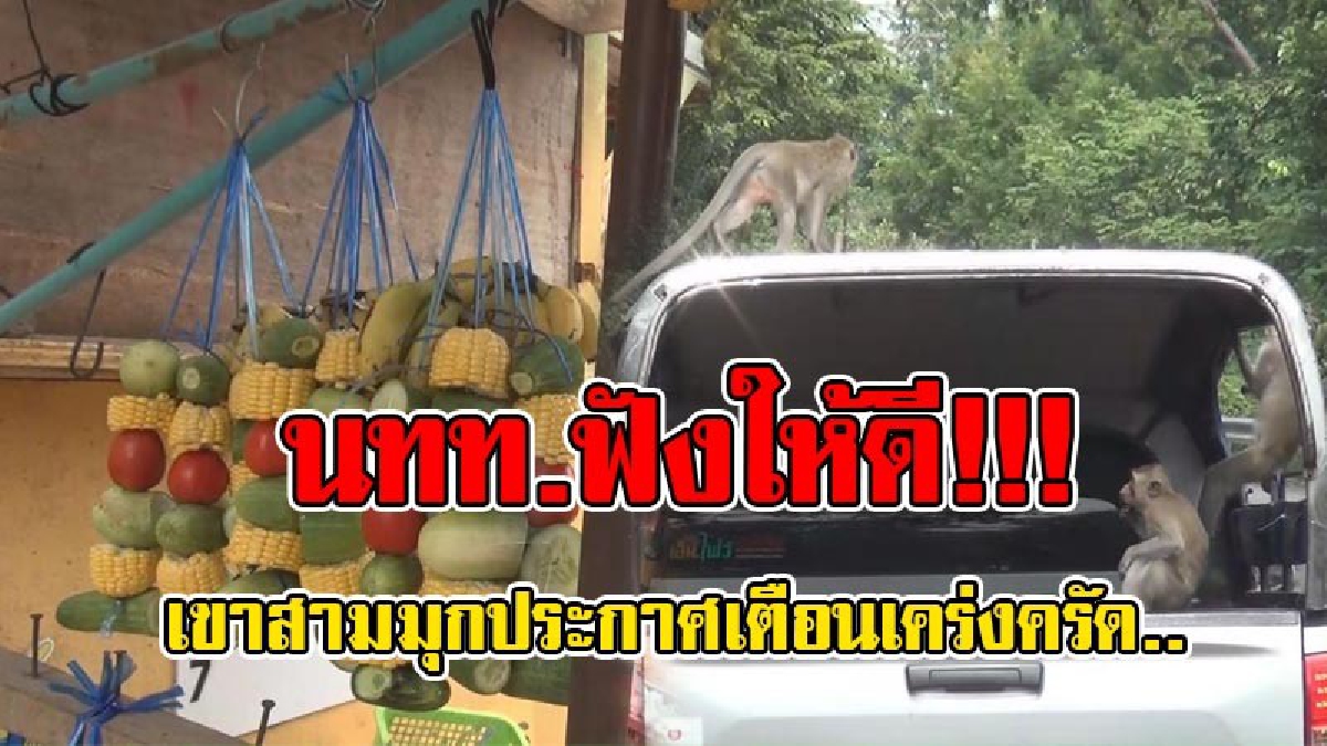 ทม.แสนสุขย้ำ !!! เตือน นทท.เขาสามมุก "ไม่ควรแหย่ลิง หรือจับลูกลิง" เกรงอาจจะทำให้รุมกัดได้