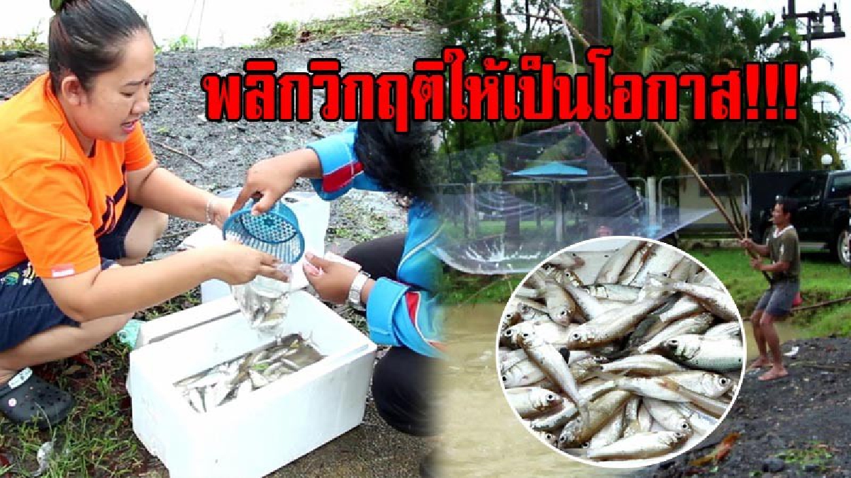 ความคิดดีไม่มีอด..!! ชาวบ้านพลิกวิกฤติน้ำท่วม ออกยกยอหาปลา ขายสดๆ ริมถนน สร้างรายได้จำนวนมาก