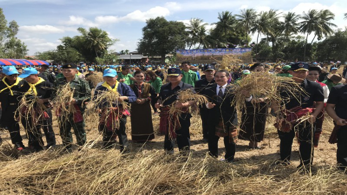 ทหารศรีสะเกษ !! นำชาวบ้านกว่า 2,000 คน ลงแขกเกี่ยวข้าวใหญ่ที่สุดในโลก สร้างความรักสามัคคี และลดต้นทุนการผลิตแก่เกษตรกร