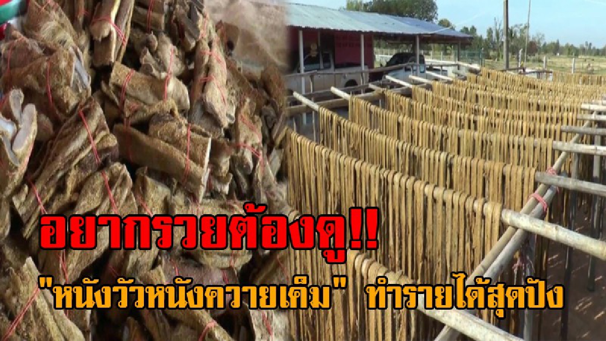 ชี้ช่องทางรวย..!! ขายดิบขายดีสุดๆ "หนังวัวหนังควายเค็ม" ภูมิปัญญาชาวบ้านอีสาน ส่งขายกันทั่วไทย ไม่น่าเชื่อแค่ 7 วัน ทำรายได้ถึงครึ่งแสน!?
