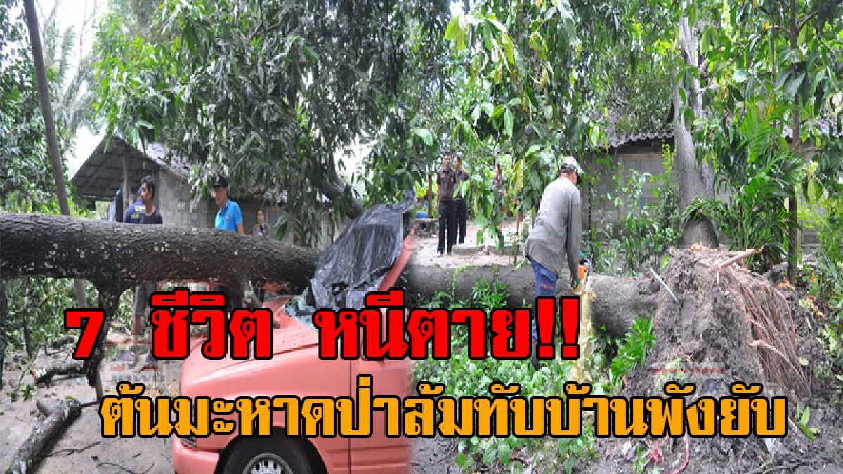 นาทีเป็นนาทีตาย..! เผยวินาทีเด็ก-ผู้ใหญ่ รวม 7 ชีวิต หนีตายระทึก หลังต้นมะหาดป่า อายุ 20 ปี ล้มทับบ้านพังยับทั้งหลัง ทำเอาใจหายวาบ? (ชมคลิป)