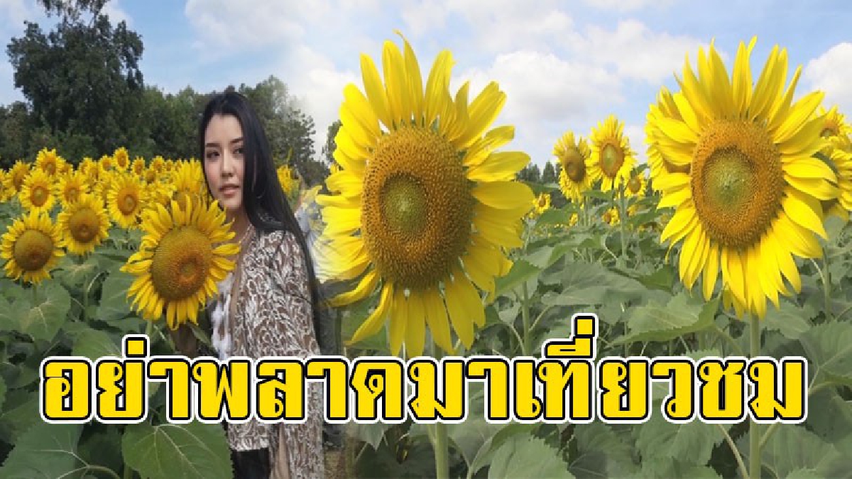 รีบๆ มาเที่ยวกัน..!! ทุ่งดอกทานตะวันขนาดยักษ์ บานสะพรั่งรับลมหนาวกลางเมืองโคราช เรียกได้ว่าสวยงามสุดๆ..!?