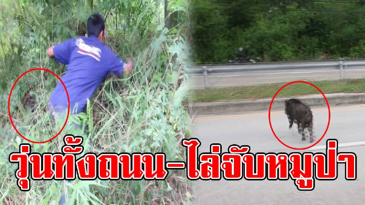 เปิดคลิปสุดลุ้น บอกเลยงานนี้เหนื่อยกันสุดๆ จนท.ปิดล้อมวิ่งไล่จับ "หมูป่า" สุดชุลมุนกลางถนน ผลจะเป็นไงไปดูพร้อมกัน..!!