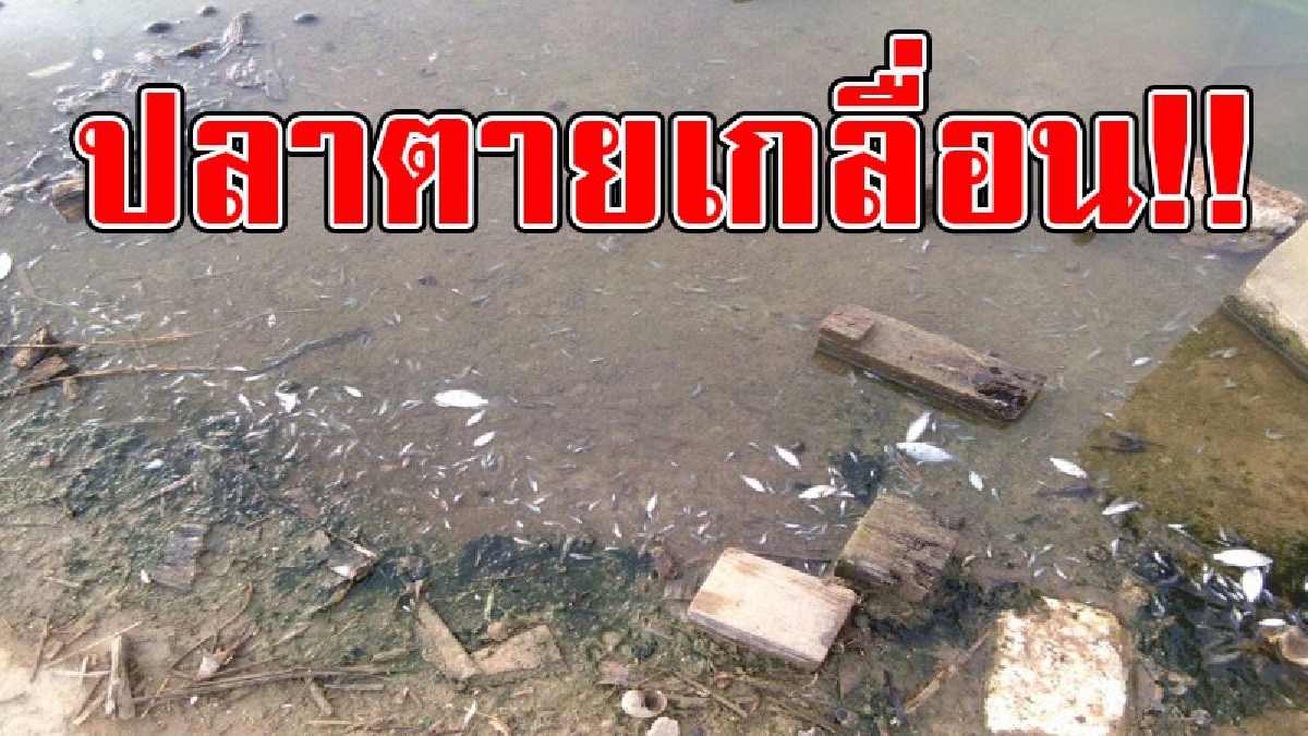 ตายกันเกลื่อน..!! เจอแบบนี้ทำเอาตกใจ พบปลาลอยตายเกลื่อน คาดสาเหตุมาจากสารพิษ ของโรงงานน้ำแข็งแห่งนึง อบต.บ่อวินเตือนอย่าจับปลาไปกิน..!?