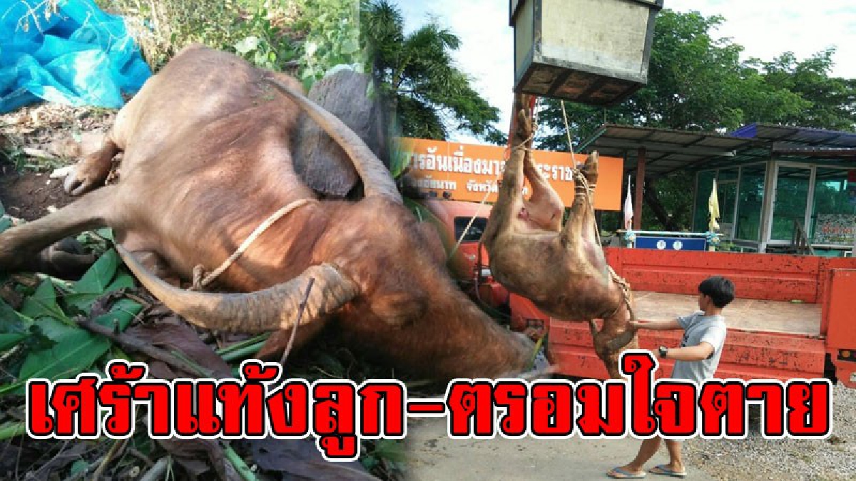 สุดหดหู่ใจ.!! แม่ควายเผือกแท้งลูกตาย หลังเคยเป็นข่าวน้ำตาไหลร้องไห้คิดถึงลูกควายที่ถูกโจรขโมย จนท.เผยก่อนตายนอนซมร้องเรียกหาลูกที่แท้งไป..!?