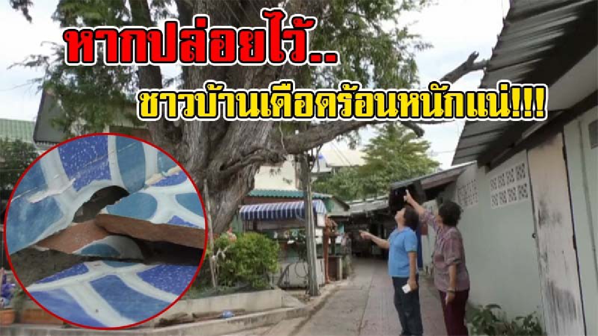 ชาวอัมพวาผวา..!!! ต้นมะขามขนาดใหญ่ล้มเอียง หวั่นล้มทับบ้าน เผย..เคยแจ้งแล้ว แต่ไม่มีใครตัดออก เหตุเพราะกลัวสิ่งศักดิ์สิทธิ