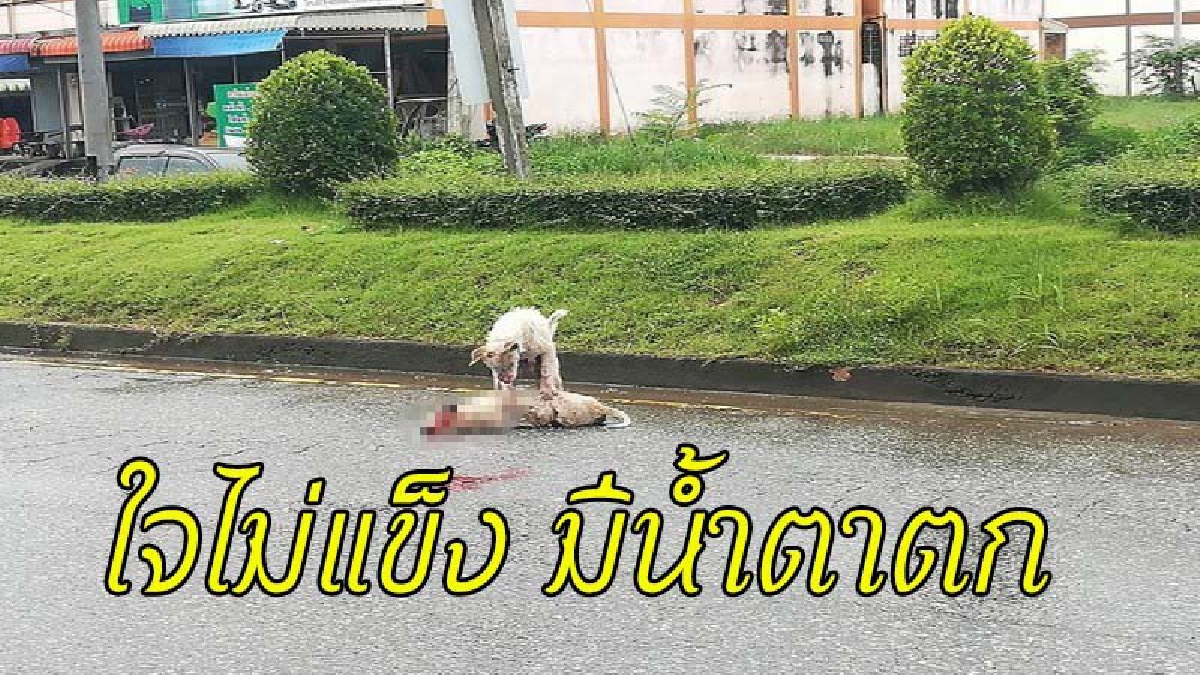 สะเทือนถึงขั้วหัวใจ !! คลิปลูกหมาถูกรถชนตายคาถนน แม่หมาพยายามทุกวิถีทาง หวังปลุกลูกให้ตื่น (มีคลิป)