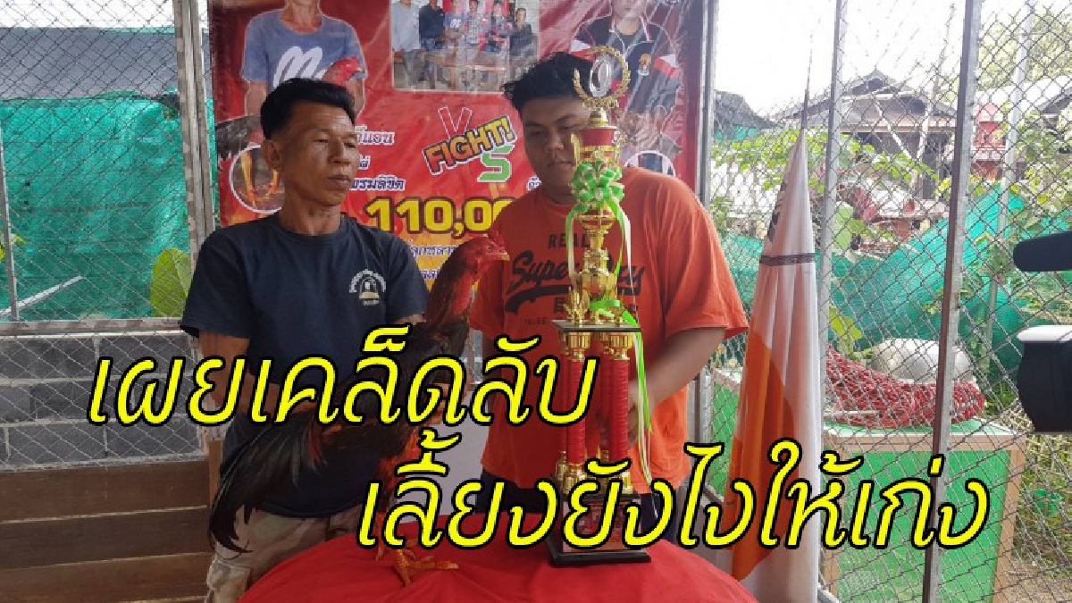 เกษตรกรเว้นว่างจากทำไร่-นา หันทำฟาร์มไก่ชน เดินสายแข่งขันจนมีชื่อเสียง ล่าสุด"เจ้าพรมลิขิต" ชนะแล้ว 4 ไฟท์รวด (มีคลิป)